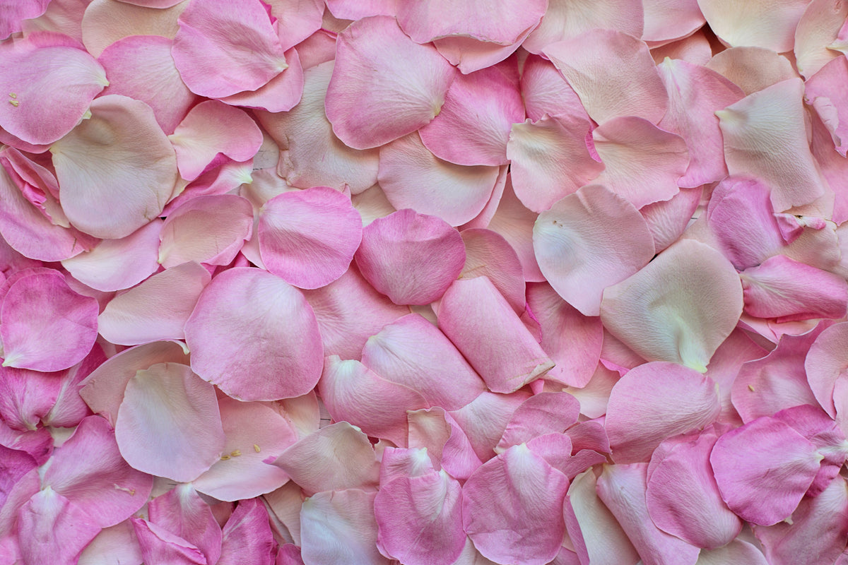 acrylic-print-rose-petals-in-pink-ii