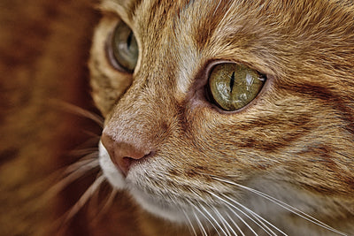 poster-print-close-up-cat39s-head