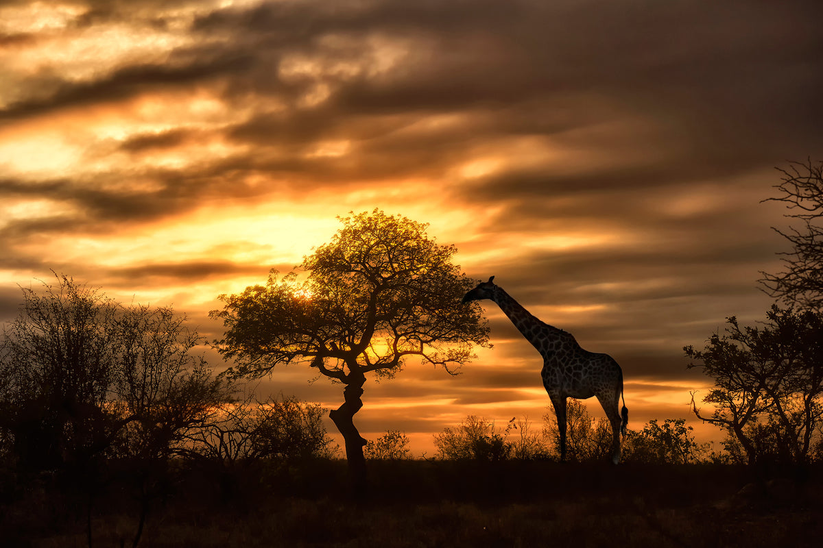 aluminium-print-african-dreams