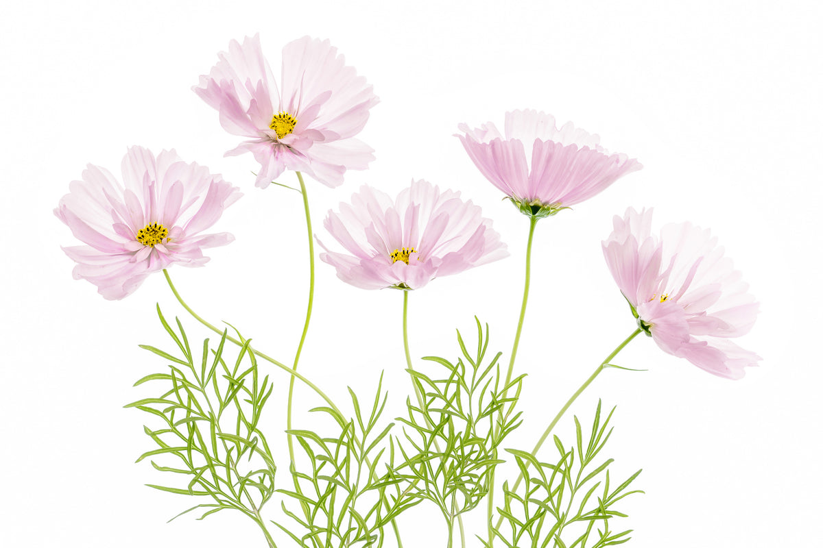 3-piece-acrylic-print-cosmos-cupcake