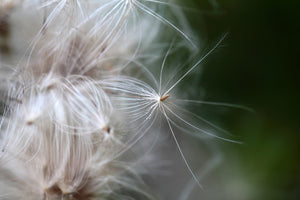 3-piece-canvas-print-close-up-flowers-fibers