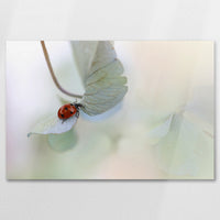 AL-075W050