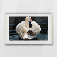 PNP100W070