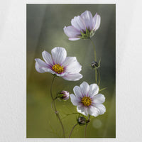 PO-050W075