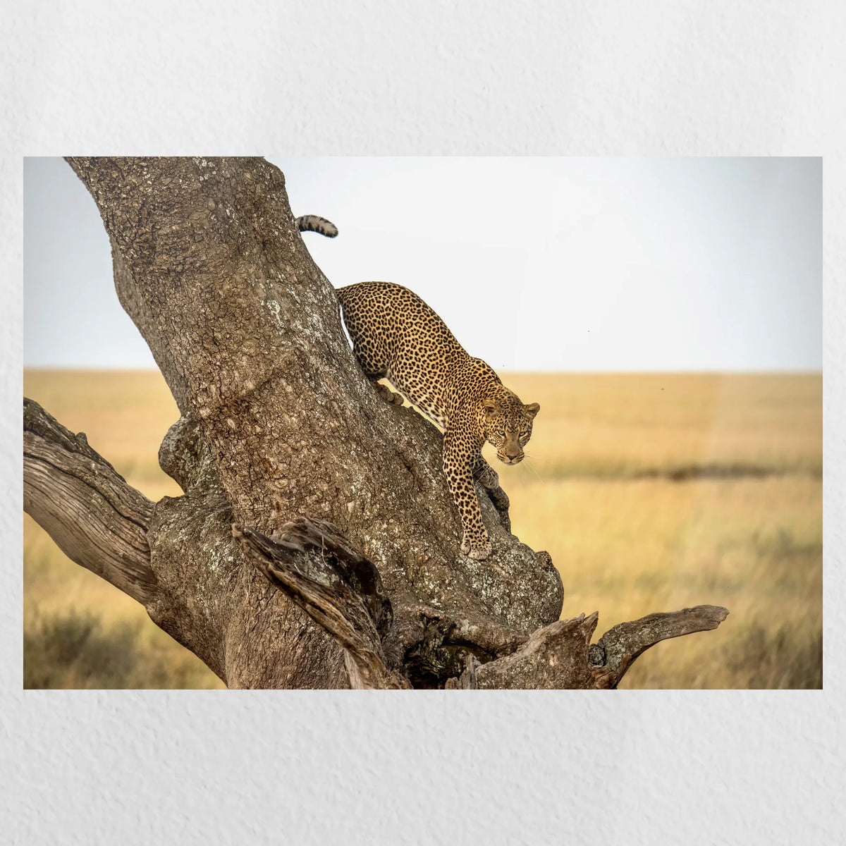 PO-060W040